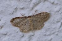 Idaea fuscovenosa