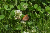 Lycaena phlaeas