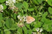 Coenonympha pamphilus