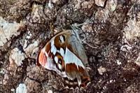 Apatura iris