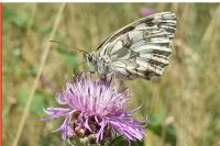 Melanargia galathea