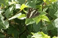 Brintesia circe