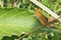 Ochlodes sylvanus