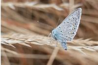 Polyommatus icarus