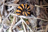 Tyria jacobaeae