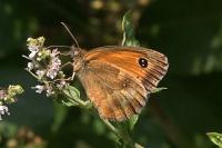 Pyronia tithonus