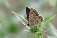 Lycaena tityrus