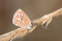 Aricia agestis