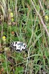 Melanargia galathea