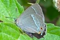 Quercusia quercus