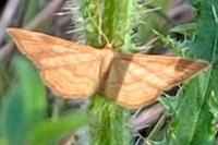 Idaea ochrata