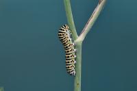 Papilio machaon