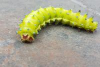 Saturnia pyri