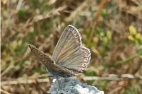 Polyommatus icarus