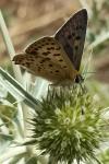 Lycaena tityrus