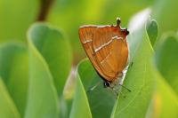 Thecla betulae