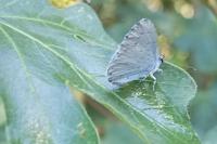 Celastrina argiolus