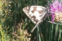 Melanargia galathea