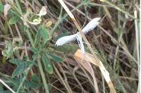 Pterophorus pentadactylus
