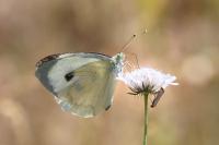 Pieris brassicae