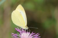 Pieris rapae