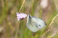 Pieris napi