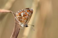 Aricia agestis