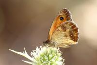 Pyronia tithonus