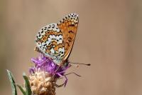 Melitaea cinxia