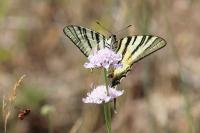 Iphiclides podalirius