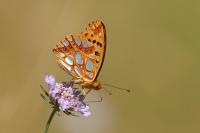 Issoria lathonia