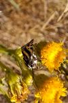 Emmelia trabealis