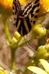Emmelia trabealis