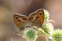 Pyronia tithonus