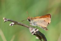 Thymelicus sylvestris
