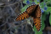 Melitaea cinxia