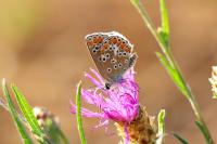 Aricia agestis