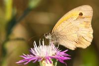 Maniola jurtina