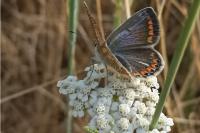 Polyommatus icarus