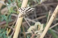 Emmelia trabealis