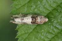 Gypsonoma aceriana