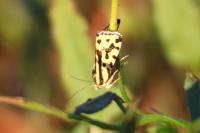 Emmelia trabealis