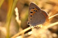 Lycaena phlaeas