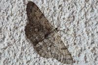 Hypomecis punctinalis