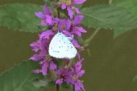 Celastrina argiolus