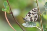 Melanargia galathea