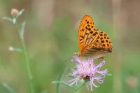 Argynnis paphia
