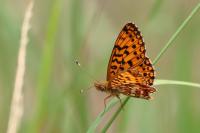 Boloria selene