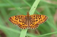 Boloria selene