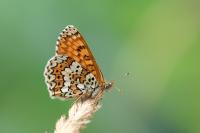 Melitaea cinxia